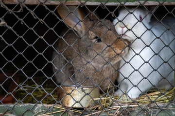 Obraz premium Behind the metal fence are live rabbits that look straight up