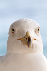 Primo piano di gabbiano