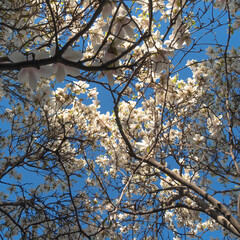 Pink and white Magnolia flowers, magnolia blossoming in spring 