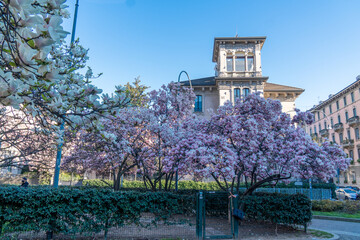 Milan, Italy - March 15, 2021: Magnolie trees with flowers blooming in the garden of Tommaseo Square, in the background the tower of a liberty villa