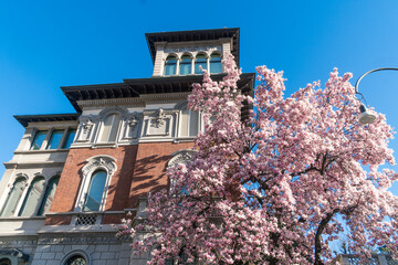 Milan, Italy - March 15, 2021: Magnolie trees with flowers blooming in the garden of Tommaseo Square, in the background the tower of a liberty villa