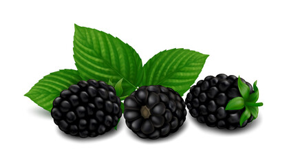 Three lying blackberry fruits with green leaves. Isolated on white background. Realistic vector illustration. - obrazy, fototapety, plakaty