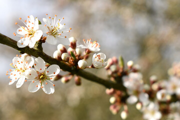 blossom in spring