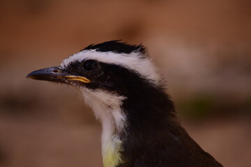 close up of a bird