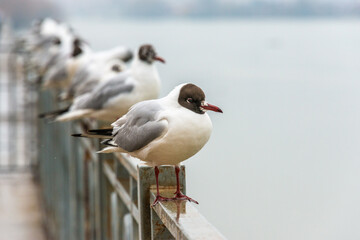 Black-headed gull surrounded by a flock stands on the metal fence of the river embankment on a cloudy day