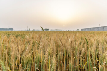 wheat field in Punjab, India in early March