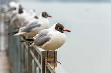 Black-headed gull surrounded by a flock stands on the metal fence of the river embankment on a cloudy day