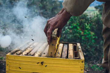bees in the beehive (beekeeper working in his apiary)
