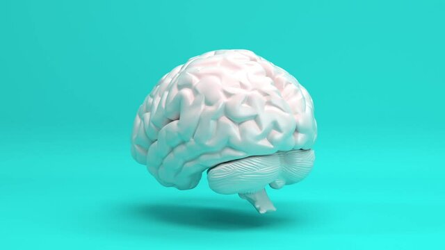 Real human brain internal cerebrum organ model seamless looping animated background, nervous system and mental health concept, power mind and logical thinking 3d render animation