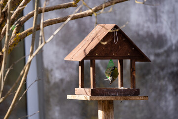 Bird feeder on the end of a tree in the spring where