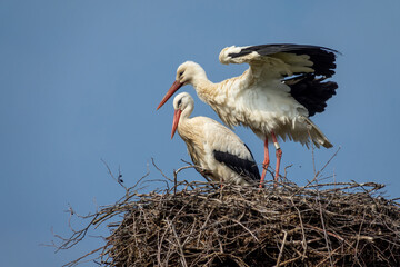 Storchenpaar im Nest