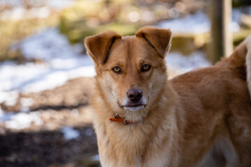 A brown dog with a collar looks directly at the top,
