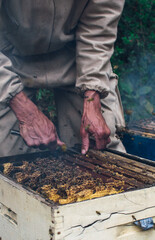 beekeeper working on a beehive
