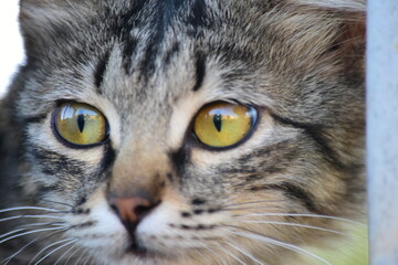 close up of a eye cat