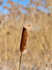 Fluffy cattail against reeds during spring