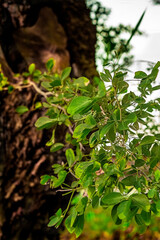 Twig with aesthetic leaves