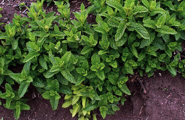 Mentha spicata