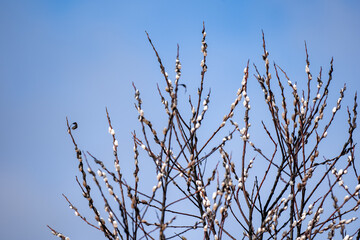 In the spring before Easter, the bouquets bloom