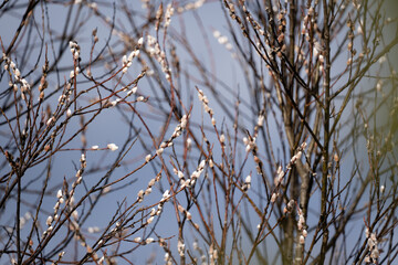 In the spring before Easter, the bouquets bloom