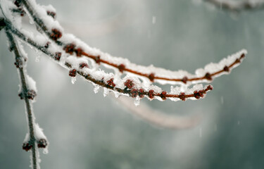 Freezing rain is dropping fro the sky and gathering on everything in Missouri on this cold winter day. This is a close up of a budding tree branch with ice formations. Bokeh effect.