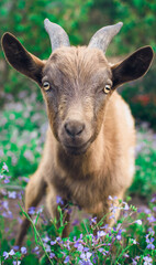 goat on the meadow