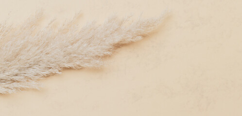 Dry pampas grass reed on beige color background. Zero waste, eco friendly concept. Vintage color filter