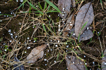 in spring, a lawn with withered dry grass and brown tree leaves,