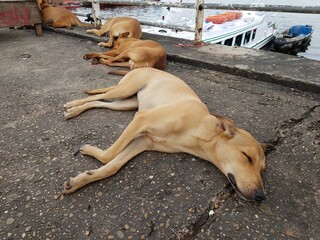 Sleeping street dogs in the port of Manaus, Brazi © guentermanaus