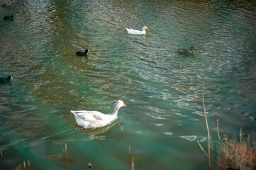 
ducks floating in the lake behind metal wires