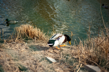 
ducks floating in the lake behind metal wires