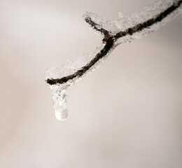 Obraz na płótnie Canvas A slight bokeh effect draws the eye to the dangling icicle at the end of this small twig against a whitish background.