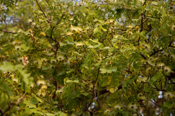 White Silk Tree, Albizia julibrissin, Alba
