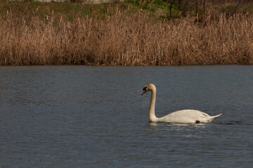Swan family