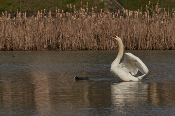 Swan family