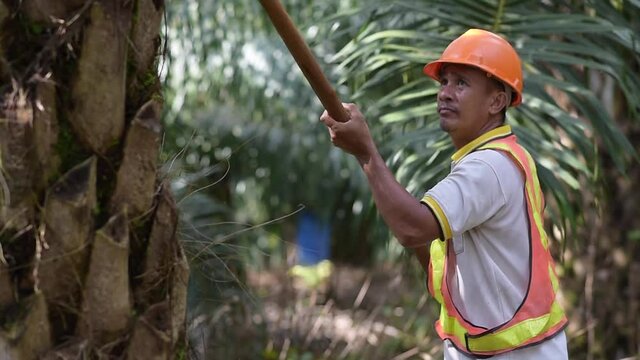 Senior traditional asian palm oil farmer pruning palm oil fronds and harvesting palm oil fruit with cutting tool
