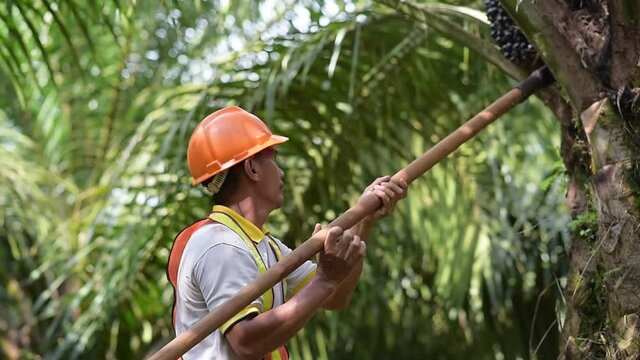 Senior traditional asian palm oil farmer pruning palm oil fronds and harvesting palm oil fruit with cutting tool