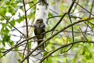 Common nightjar, wild nocturnal bird in the wild, sits on a tree branch, on a bright spring day,...