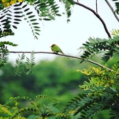 The bee eater