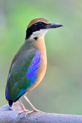 Mangrove pitta (megarhyncha) when it showing up on bridge rail with feathers in sharp details