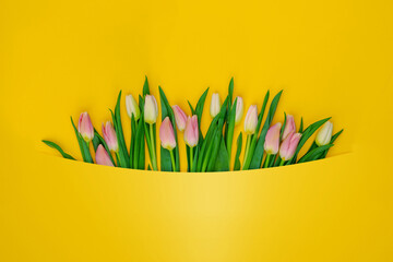 Floral background Tulips on a bright surface