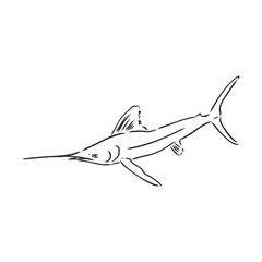 Hand Drawn Marlin fish jump marlin, vector sketch on a white background
