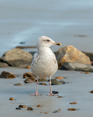 A young european herring gull standing on the beach