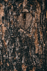 Tree bark texture