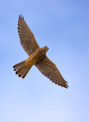 Turmfalke (Falco tinnunculus) im Flug; Common kestrel
