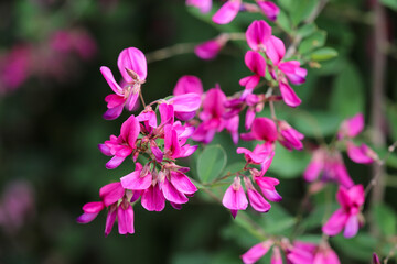 紫色の萩の花