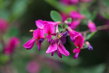 Fototapeta na wymiar 紫色の萩の花