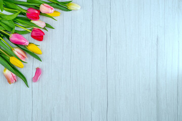 Tulips on a wooden surface. Floral background with copy space for placing text for the design of...