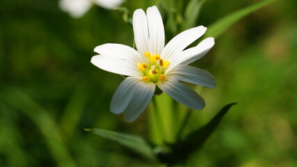 Blume mit Bokeh