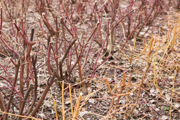 Cornus alba