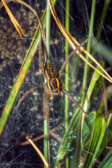 A large furry spider on its web.